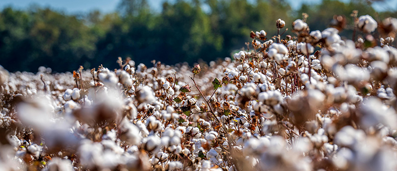 Die Geschichte der Baumwolle