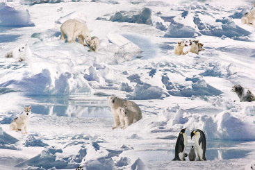 Dekostoff Fotoprint - Arctic Life 
