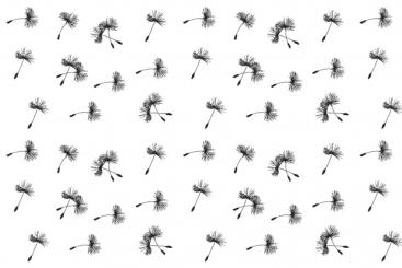 Blackout - Pusteblume - Weiß/Schwarz - 2,0 Meter Weiß/Schwarz