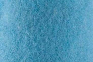 Hellblau