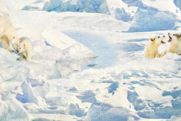 Dekostoff Fotoprint - Arctic Life 