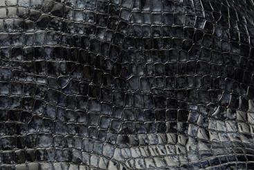 Kalbsleder Deluxe - Crocodile - Schwarzblau 