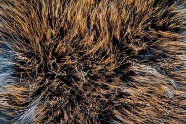 Pelzimitat Grand Deluxe - Originelles Orange 