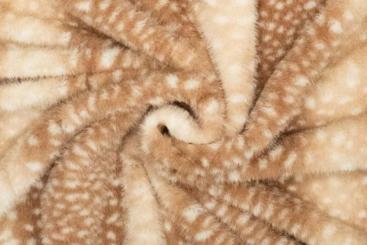 Kunstfell Deluxe - Reh 