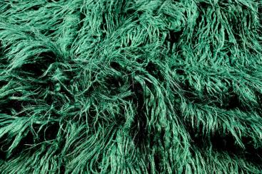 Langhaar Fellimitat - Tanne 