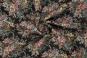 morepic-1