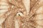 morepic-1