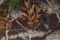 morepic-1