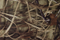 morepic-1