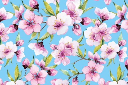 Softshell Premium - Sakura-Kirschblüte Himmelblau