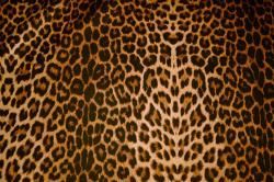Microfaser Tierimitat Leopard