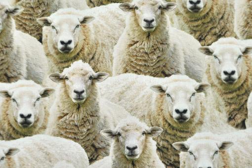 Baumwoll-Dekostoff exklusiv - Schafe 