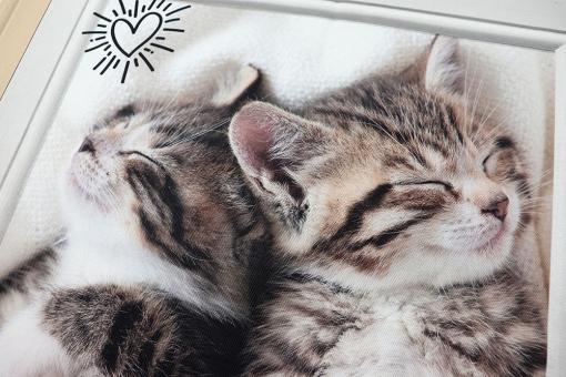 Panel - 3 Motive - Miezekätzchen 