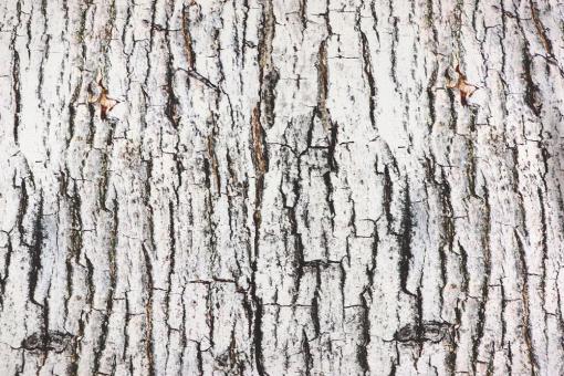 Dekostoff - Baum-Borke 