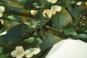 morepic-2